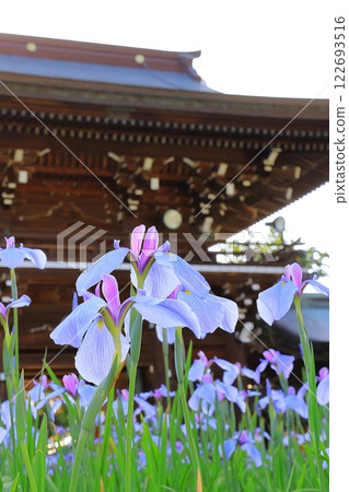 Shrine Iris Festival 122693516