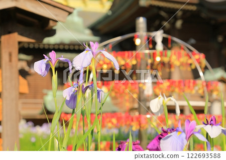 神社菖蒲節 神社菖蒲節 122693588