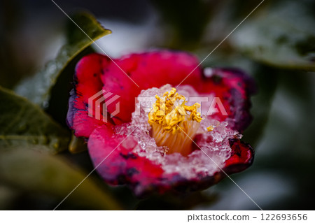 ＜五島美麗的冬日風景＞雪中的山茶花 122693656