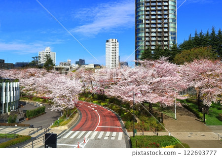 [Tokyo] Cherry blossom trees in full bloom and Tokyo Midtown Garden 122693777