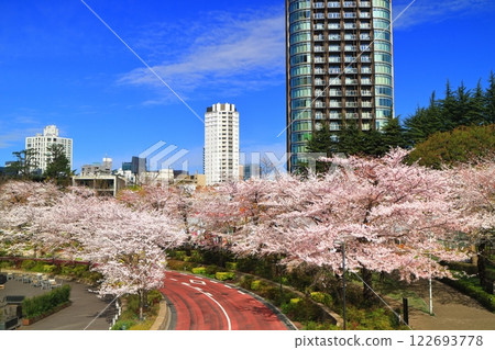 [Tokyo] Cherry blossom trees in full bloom and Tokyo Midtown Garden 122693778