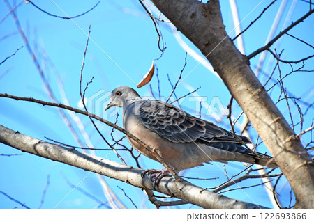 Pheasant butterfly (chick pigeon) 122693866