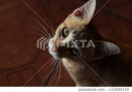 What, what are you trying to say?! A sweet brown and white cat 122694159