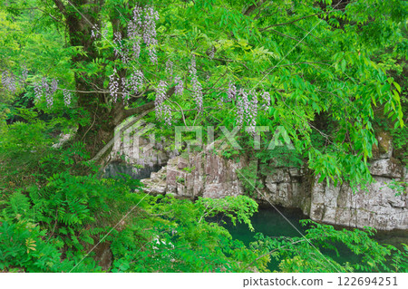 紫藤花與溪流（表引見峽：益田市） 122694251