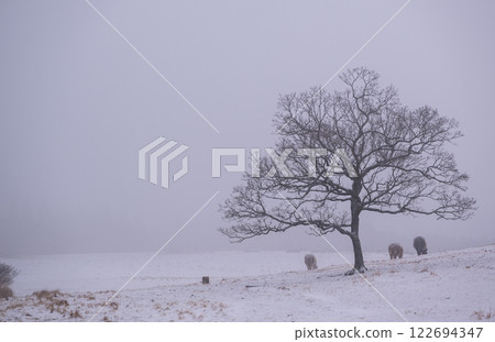 Snowy scenery of Aso 122694347
