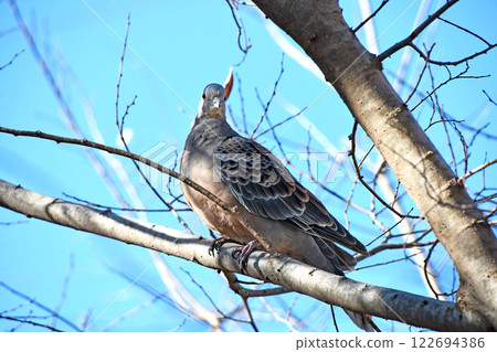 A Turtle Dove Looking This Way 122694386
