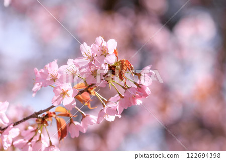 北海道新日高鎮：日本最長的櫻花樹上盛開的櫻花 [4 月] 122694398