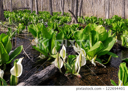 Beautifully blooming skunk cabbage in Chitose, Hokkaido [April] 122694401