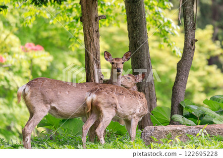 A mother and child Ezo deer in the molting season for summer fur, Yubari City, Hokkaido [May] 122695228