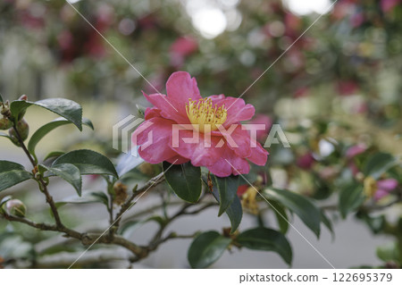 Red camellia flowers in full bloom. Camellia flower 122695379