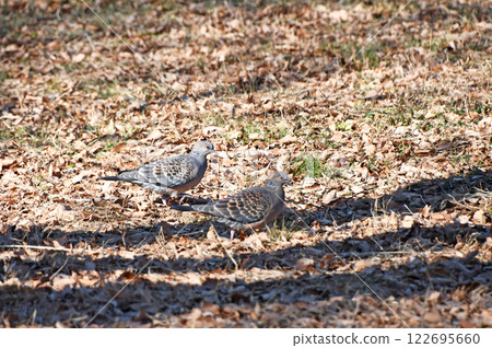 A pair of turtle doves walking through the park in search of food A pair of turtle doves walking through the park in search of food 122695660