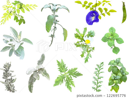 Herb illustration material set 6 122695776