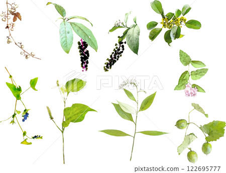 野花插圖素材集 野花插圖素材集 122695777