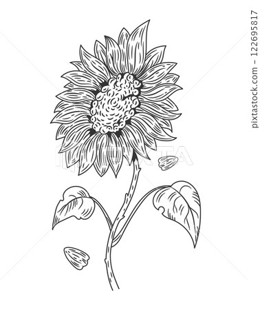 Sunflower sketch. Blooming plant. Blossom petals and leaves. Flaxseed oil. Engraving summer flower bud. Natural agriculture seeds. Organic oily grains. Floral element. Vector botanical graphic drawing 122695817