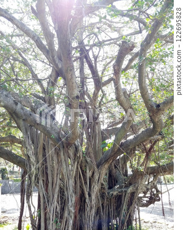 Okinawa Naha City Matsuyama Park 5 Gajumaru 122695828