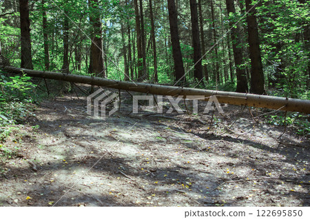 The aftermath of a hurricane in the forest. An impassable forest road. A fallen tree on a forest path. The aftermath of a hurricane in the forest. An impassable forest road. A fallen tree on a forest path. 122695850