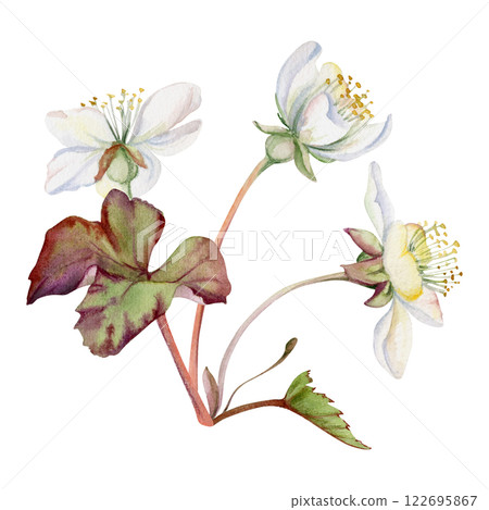Early spring flowers with leaves, white forest cloudberry anemone primrose ephemera, hand drawn in watercolor. Single boutonniere buttonhole isolated illustration. Wedding, florist shop, scrapbooking 122695867