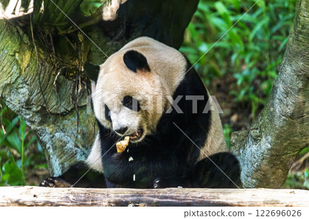 熊貓的午休:享受竹筍的美味 熊貓的午休:享受竹筍的美味 122696026