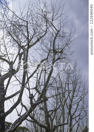 Cold blue winter sky and dead trees Cold blue winter sky and dead trees 122696040