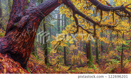 Misty autumn forest with vibrant red, orange, yellow, and green leaves creating a magical and atmospheric seasonal landscape 122696201