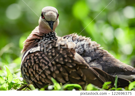 Spotted dove (Spilopelia chinensis) standing on grass. Pigeon from Sri Lanka Spotted dove (Spilopelia chinensis) standing on grass. Pigeon from Sri Lanka 122696375