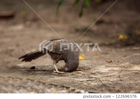 A Sri Lankan Yellow-billed Babbler meticulously preens its feathers on a sunlit ground. A Sri Lankan Yellow-billed Babbler meticulously preens its feathers on a sunlit ground. 122696376