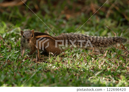 Three striped Palm Squirrel from Sri Lanka. 122696420