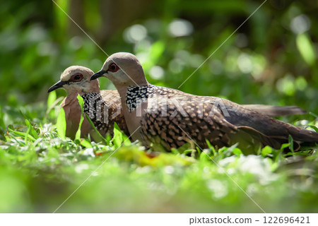 Spotted pigeon or Spilopelia chinensis - a small and somewhat long-tailed pigeon. Two spotted pigeons on grass 122696421