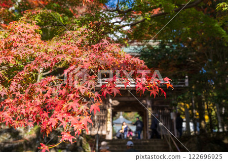 [88th Temple] Autumn leaves near the temple gate at Okuboji Temple [Shikoku 88 Temples] 122696925
