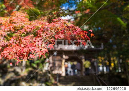 [第88寺院] 大久保寺山門附近的紅葉 [四國88所寺院] 122696926