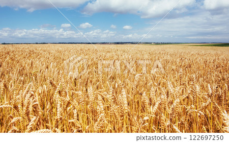 Yellow grain ready for harvest growing in a farm field Yellow grain ready for harvest growing in a farm field 122697250