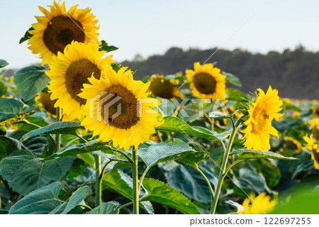 Bright yellow, orange sunflower flower on sunflower field. Beautiful rural landscape of sunflower field in sunny summer day. Beautiful sunflower flower on farm field. 122697255