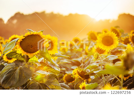 Sunflower field at sunset. Filtered Instagram effect 122697256