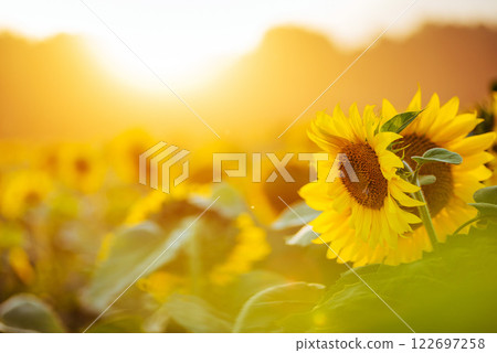 Sunflower field at sunset. Filtered Instagram effect Sunflower field at sunset. Filtered Instagram effect 122697258