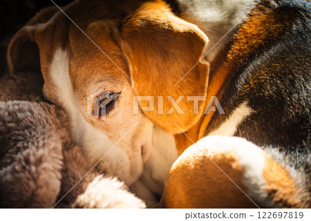 A adult beagle dog napping in sunny room on sofa A adult beagle dog napping in sunny room on sofa 122697819