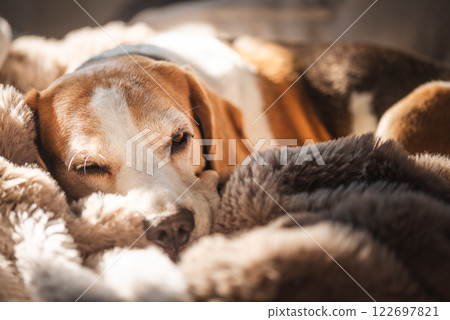A adult beagle dog napping in sunny room on sofa A adult beagle dog napping in sunny room on sofa 122697821