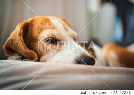 A adult beagle dog napping in sunny room on sofa 122697828