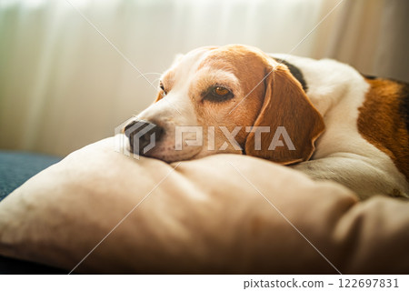 A adult beagle dog napping in sunny room on sofa A adult beagle dog napping in sunny room on sofa 122697831