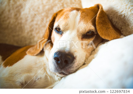 A adult beagle dog napping in sunny room on sofa A adult beagle dog napping in sunny room on sofa 122697834