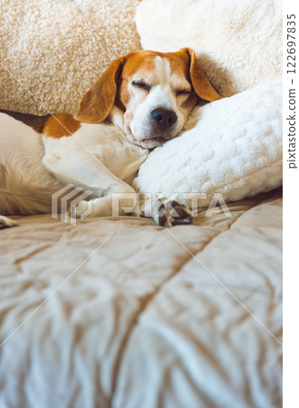 A adult beagle dog napping in sunny room on sofa A adult beagle dog napping in sunny room on sofa 122697835