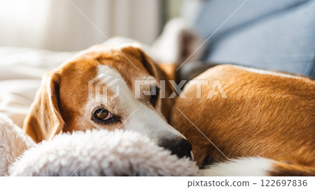 A adult beagle dog napping in sunny room on sofa 122697836