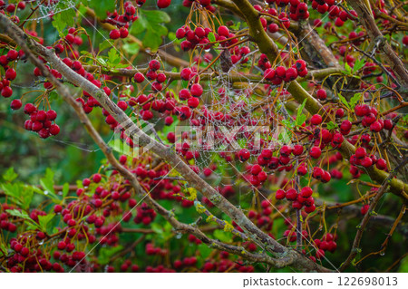 Glistening spiderweb on tree branches with bright red berries in natural setting Glistening spiderweb on tree branches with bright red berries in natural setting 122698013
