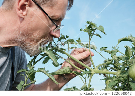Caucasian mature male examining tomato plants in garden Caucasian mature male examining tomato plants in garden 122698042