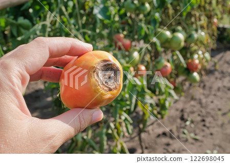 Close-up of hand holding blight-affected tomato in garden 122698045