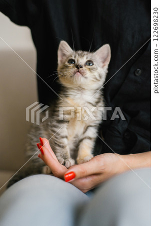 Striped Kitten Sitting Calmly In Hands Striped Kitten Sitting Calmly In Hands 122698230