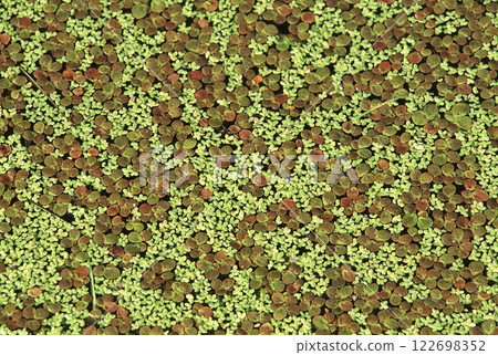 The floating plants are beautiful like patterns 122698352