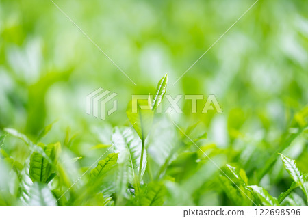 Tea leaves, tea, buds 122698596