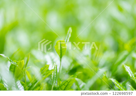 Tea leaves, tea, buds Tea leaves, tea, buds 122698597