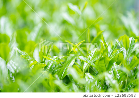 Tea leaves, tea, buds Tea leaves, tea, buds 122698598