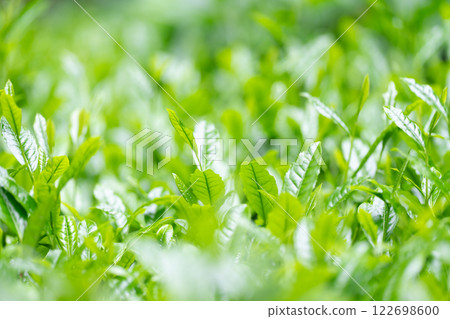 茶葉、茶、芽 122698600